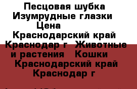 Песцовая шубка -Изумрудные глазки › Цена ­ 9 500 - Краснодарский край, Краснодар г. Животные и растения » Кошки   . Краснодарский край,Краснодар г.